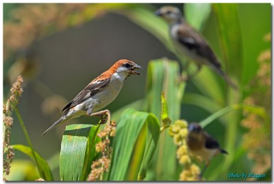 山麻雀公鳥取食小米