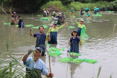 來自嘉義、臺南、高雄等志工與夥伴同心協力於九芎埤東側水灣種植近2萬株的印度莕菜及菱角