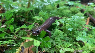 阿里山山椒魚為臺灣特有種，分布範圍是臺灣5種山椒魚中最廣的