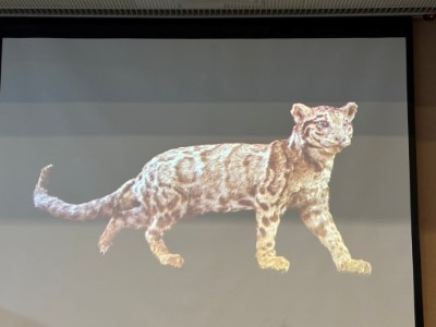 科博館將雲豹標本3D數位化掃描，建立影像資料