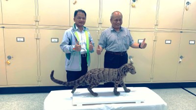 這件臺灣雲豹標本曾於1935年始政四十周年紀念臺灣博覽會展出，是臺灣目前極少數有文獻紀錄的臺灣雲豹標本之一