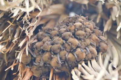 林業保育署嘉義分署7月5日至8月31日於鰲鼓濕地舉辦《2025阿蝠夜未眠》系列活動，帶領民眾認識高頭蝠