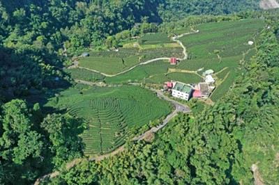 山麻雀主要分布於鄰近山村農地之淺山環境，部分大阿里山茶區的茶園及農田是牠們繁殖季利用的棲地(圖為梅山鄉瑞峰村茶園)