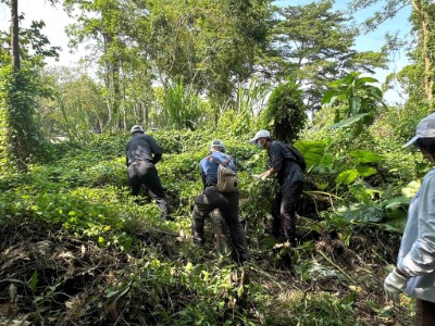 參與居民與國家森林志工將小花蔓澤蘭從植株上移除