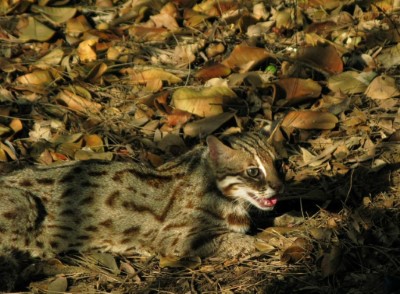 石虎是典型里山動物，目前全臺僅苗栗、臺中與南投有穩定的族群（圖片由台灣石虎保育協會余建勳提供）