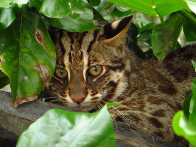 林業保育署推動國土綠網計畫，藉由建置空間藍圖與保育對策，串聯各類型棲地，讓石虎能順利繁育、遷移與擴大分布範圍（圖片來源：生物多樣性研究所）
