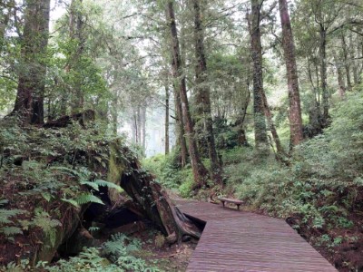 水山療癒步道為全台第一座以森林療癒為主題的步道，融合自然美景與療癒體驗