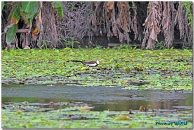 水雉公鳥出現於九芎埤，佔據適合築巢的領地(嘉義縣野鳥學會陳建樺攝)