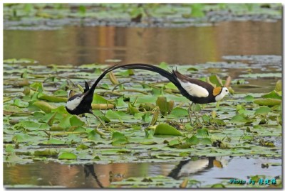 水雉公鳥母鳥一同出現在巢位旁邊(嘉義縣野鳥學會陳建樺攝)