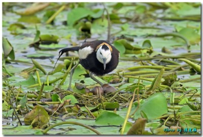 今年這巢母鳥產下4顆蛋，交由公鳥細心孵育守護(嘉義縣野鳥學會陳建樺攝)