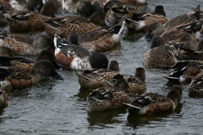 琵嘴鴨成隊悠游在鰲鼓濕地