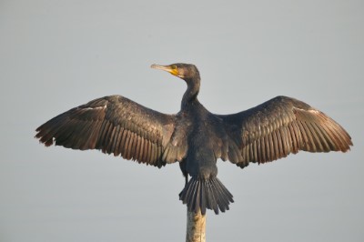 鰲鼓濕地目前已有上千隻鸕鶿到訪，潛入水中追魚後會在堤岸上展翅晾羽