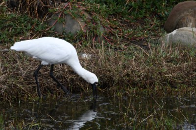 黑面琵鷺常成群低頭捕食魚蝦