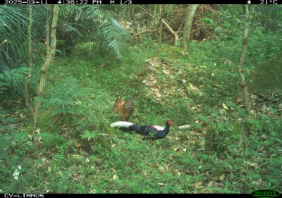 林業保育署嘉義分署114年1-8月期間共拍攝超過45萬張紅外線影像，發現山羌高頻率與其他動物同框出鏡（圖為藍腹鷴與山羌）