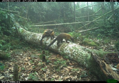 黃喉貂矯健步伐，成群在山林間探索