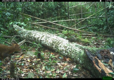 山羌與長吻松鼠同時出現在鏡頭內，形成「大個子與小精靈」的友好同框