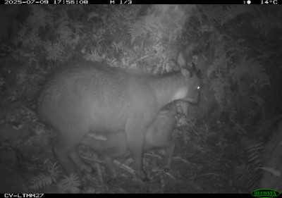 紅外線相機記錄到臺灣野山羊哺育的溫馨畫面