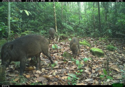 臺灣野豬親子於山林間覓食