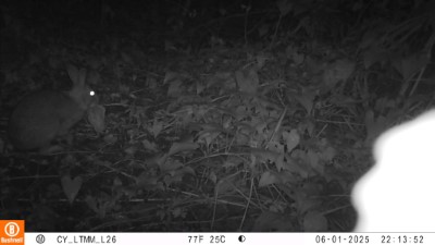 紅外線相機捕捉到臺灣野兔食用外來種蔓澤蘭，意外化身為生態清道夫