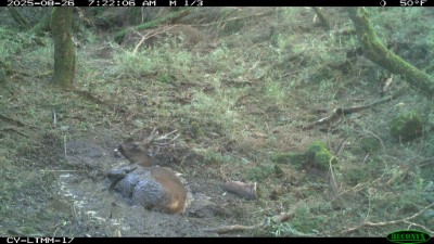 臺灣水鹿洗泥浴除了清潔身體、去除寄生蟲，同時也為了在炎熱天氣中降溫