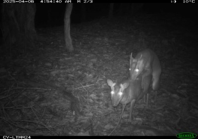 山羌交配行為也見證棲地健全