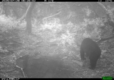 鹿林山野生動物重要棲息地記錄到正在巡視領地的臺灣黑熊