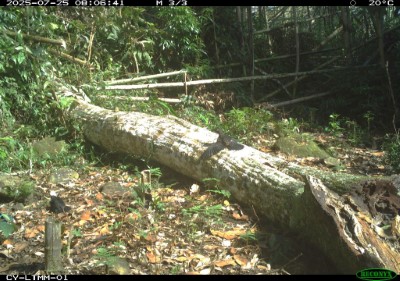白頭鶇攤開羽翼曬太陽，是維持羽毛健康的行為