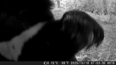 紅外線相機在特富野古道附近記錄到臺灣黑熊直立拍打相機，研判為年輕黑熊至該處尋找食物及水源