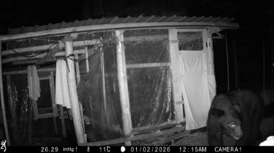 依據紅外線影像發現黑熊頭部有打鬥傷痕，研判身形為成年黑熊