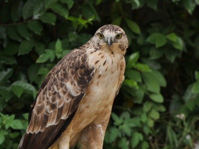 熊鷹為臺灣山林深處最具代表性的珍貴物種，嘉義分署、玉管處及台大實驗林將整合資源投入其保育工作