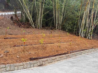利用現地風倒木進行林道邊坡加固，降低豪雨沖蝕，同時也減少混泥土使用量