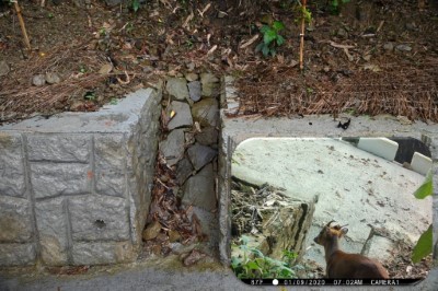 擋土牆中設置動物通道，維持生物廊道的連通性