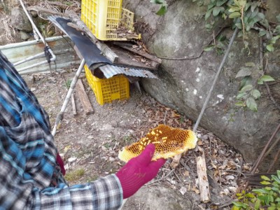 樂野地區民眾天然蜂箱遭黑熊啃食剩下的蜂巢片