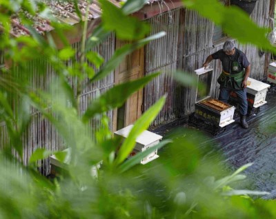 阿里山原住民農林業生產合作社在阿里山特富野經營林下養蜂，生產高品質森林蜂產品