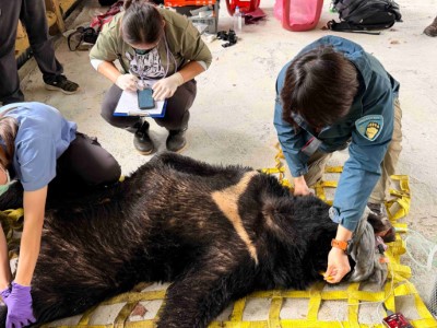 經生物多樣性研究所獸醫檢查確認臺灣黑熊無外傷，為體重123公斤成年公熊