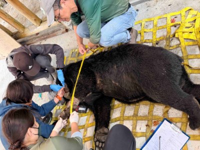 於臺灣黑熊頸部裝設衛星發報器追蹤