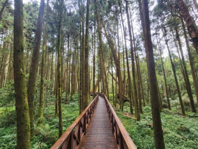 阿里山國家森林遊樂區巨木群棧道香林神木至神木車站路段整修中，請遊客事前規劃或依現場指示改道通行