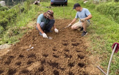 丹娜絲颱風襲擊後，嘉義農友仍努力復耕小米田區提供山麻雀使用