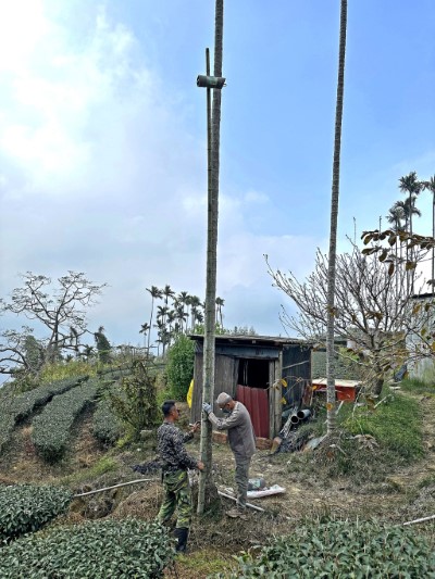 申請山麻雀友善農地給付的農友於田區旁架設人工巢箱