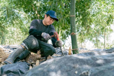 返鄉青農許耘嘉加入諸羅樹蛙生態給付行列，種植竹筍同時保育田間的諸羅樹蛙