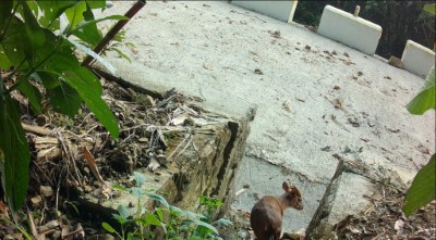 南山林道緩坡通道發現山羌蹤跡