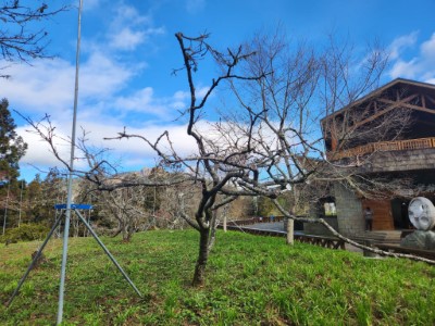 普賢象櫻等重瓣類櫻花預計4月份開花