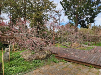 沼平地區的唐實櫻已陸續開花，花期將持續至3月中