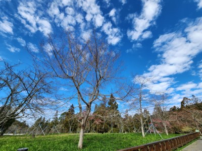 霧社櫻預計3月初開花