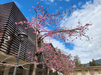 香林服務區及阿里山工作站前阿龜櫻已開花約4成，預計3月上旬盛開