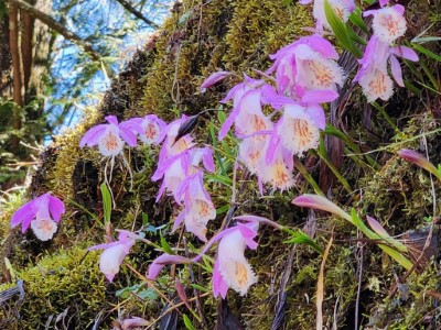 臺灣一葉蘭等多種花卉亦將接力綻放至4月底